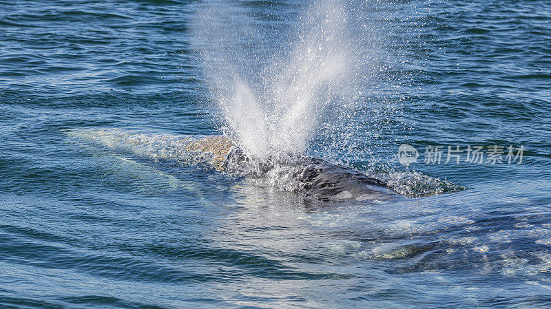 灰鲸的一击，Eschrichtius robustus，显示出两个吹孔的效果。拉古纳奥霍德利布雷，巴哈